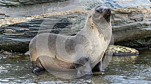 Juvenile Antarctic fur seal (Arctocephalus gazella) in South Georgia in its natural environment