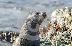 Juvenile Antarctic fur seal (Arctocephalus gazella) in South Georgia in its natural environment