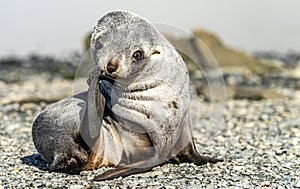 Juvenile Antarctic fur seal (Arctocephalus gazella) in South Georgia in its natural environment