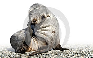 Juvenile Antarctic fur seal (Arctocephalus gazella) in South Georgia in its natural environment