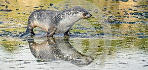 Juvenile Antarctic fur seal (Arctocephalus gazella) in South Georgia in its natural environment