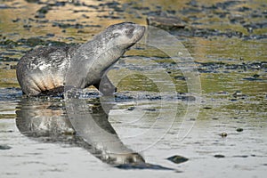 Juvenile Antarctic fur seal (Arctocephalus gazella) in South Georgia in its natural environment