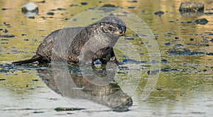 Juvenile Antarctic fur seal (Arctocephalus gazella) in South Georgia in its natural environment