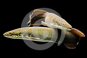 Juvenile Arapaima Gigas And Leptosoma