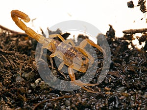 Juvenile Arizona bark scorpion drinking water