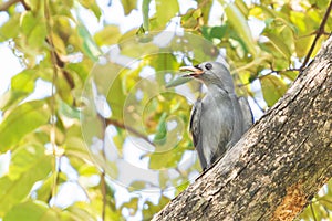 Juvenile Ashy Drongo (Dicrurus leucophaeus).