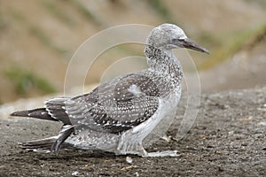 Juvenile Australasian Gannet