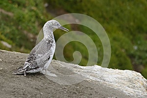 Juvenile Australian Gannet