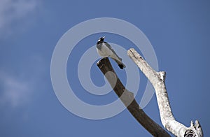 A juvenile Australian Magpie-Lark (Grallina cyanoleuca) perching on a dry tree