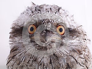 Juvenile Australian Tawny Frogmouth - Portrait