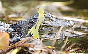 Juvenile baby American Alligator profile close up