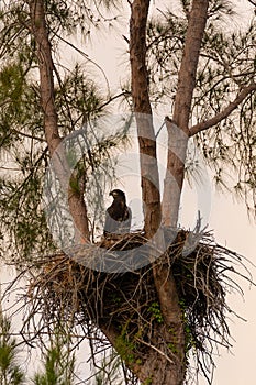 Juvenile Baby bald eaglet Haliaeetus leucocephalus in a nest