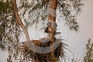 Juvenile Baby bald eaglet Haliaeetus leucocephalus in a nest