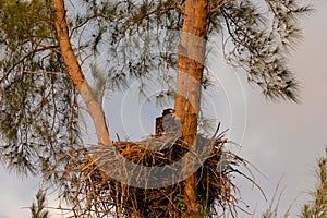 Juvenile Baby bald eaglet Haliaeetus leucocephalus in a nest