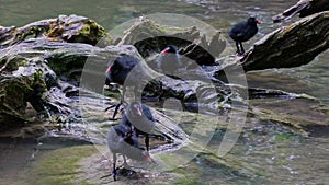 Juvenile baby Common moorhen Gallinula chloropus also known as the waterhen or swamp chicken