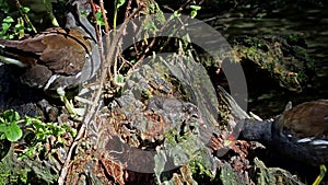 Juvenile baby Common moorhen Gallinula chloropus also known as the waterhen or swamp chicken