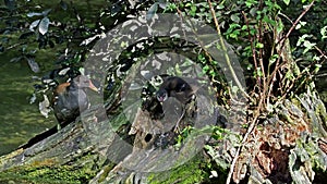 Juvenile baby Common moorhen Gallinula chloropus also known as the waterhen or swamp chicken