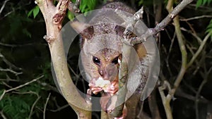 A juvenile baby possum eating a piece of banana.