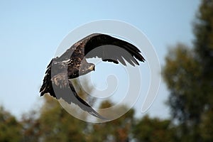 Juvenile Bald Eagle