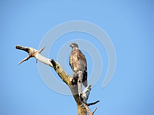 Juvenile Bald Eagle