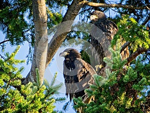 Juvenile Bald Eagle