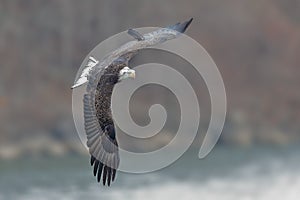 Juvenile Bald Eagle Banking in Flight