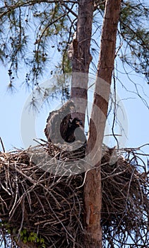 Juvenile bald eagle birds Haliaeetus leucocephalus