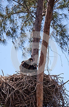 Juvenile bald eagle birds Haliaeetus leucocephalus