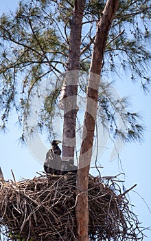 Juvenile bald eagle birds Haliaeetus leucocephalus