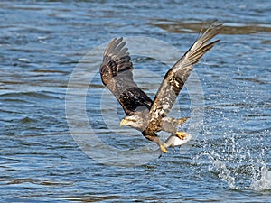 Juvenile Bald Eagle with Fish