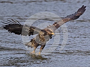 Juvenile Bald Eagle Fish Grab Dive