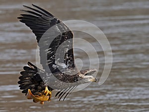 Juvenile Bald Eagle Fish Grab Dive
