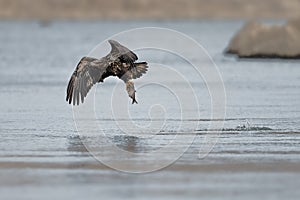 Juvenile Bald Eagle Flies Off With Breakfast