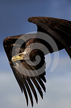 Juvenile bald eagle in flight