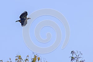 Juvenile Bald Eagle In Flight