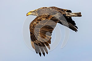 Juvenile Bald Eagle Flight