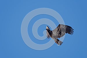 Juvenile bald eagle in flight