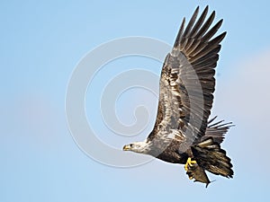 Juvenile Bald Eagle in Flight with Fish