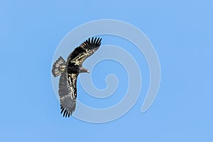 Juvenile Bald Eagle in Flight