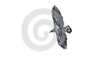 Juvenile bald eagle in flight isolated
