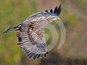 Juvenile Bald Eagle in Flight