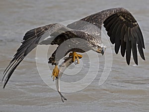 Juvenile Bald Eagle in flight with large Fish