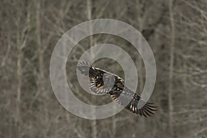 Juvenile Bald Eagle In Flight in mid air photo