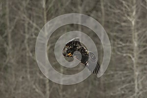 Juvenile Bald Eagle In Flight in mid air photo