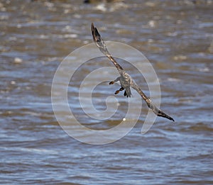 Juvenile bald eagle in flight.