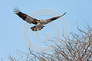 Juvenile Bald Eagle in Flight