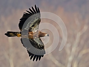 Juvenile Bald Eagle in Flight