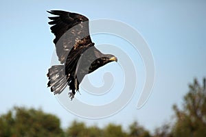 Juvenile Bald Eagle Flying