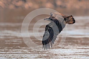 Juvenile Bald Eagle Flying