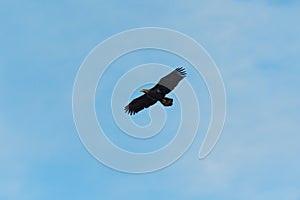 Juvenile bald eagle flying